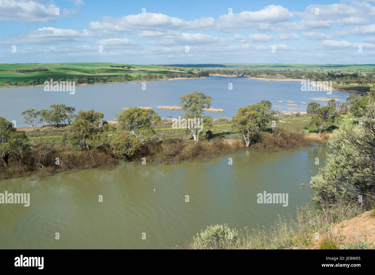 Murray River, avec un pélican solitaire sur la rivière et les environs ruraux et les banques d'arbres remplis les champs à et autour de jeunes époux, dans le sud de l'Australie Banque D'Images