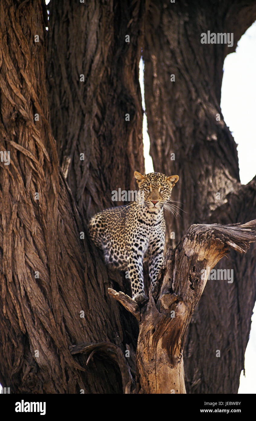 Persian leopard sur un arbre, Panthera pardus saxicolor, Banque D'Images