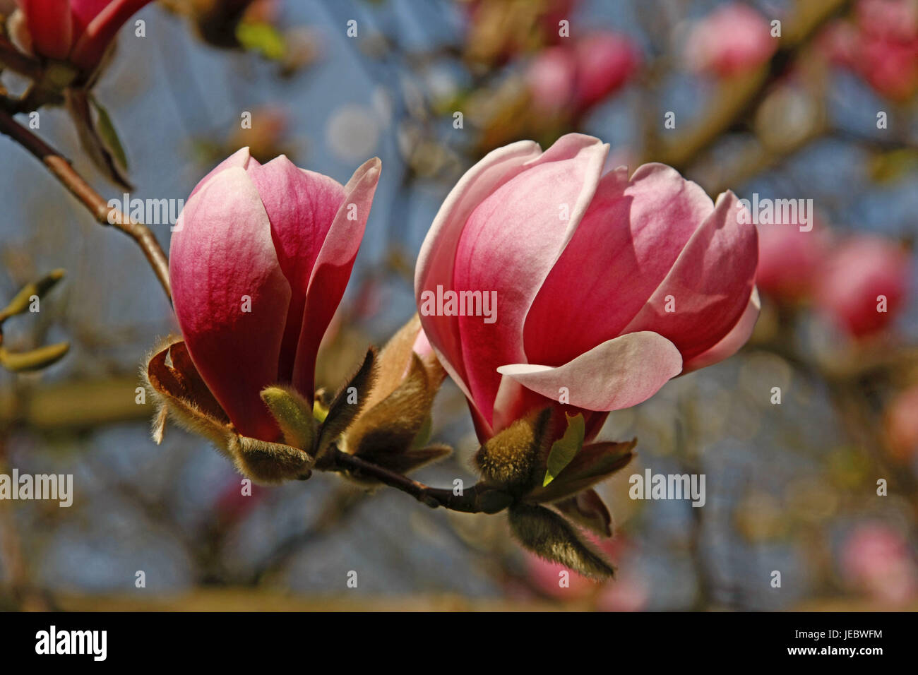 Magnolia Fleurs Rose Printemps Floraison Dun Arbre