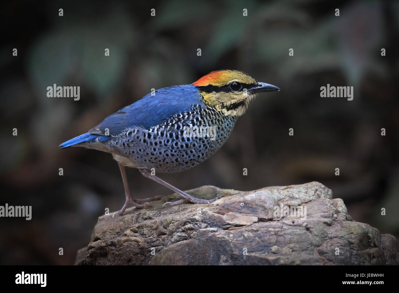 Le blue pitta (Hydrornis cyaneus) est une espèce de passereau de la famille Pittidae trouvés en Asie du sud-est. C'est une espèces résidentes en Thaïlande. Banque D'Images