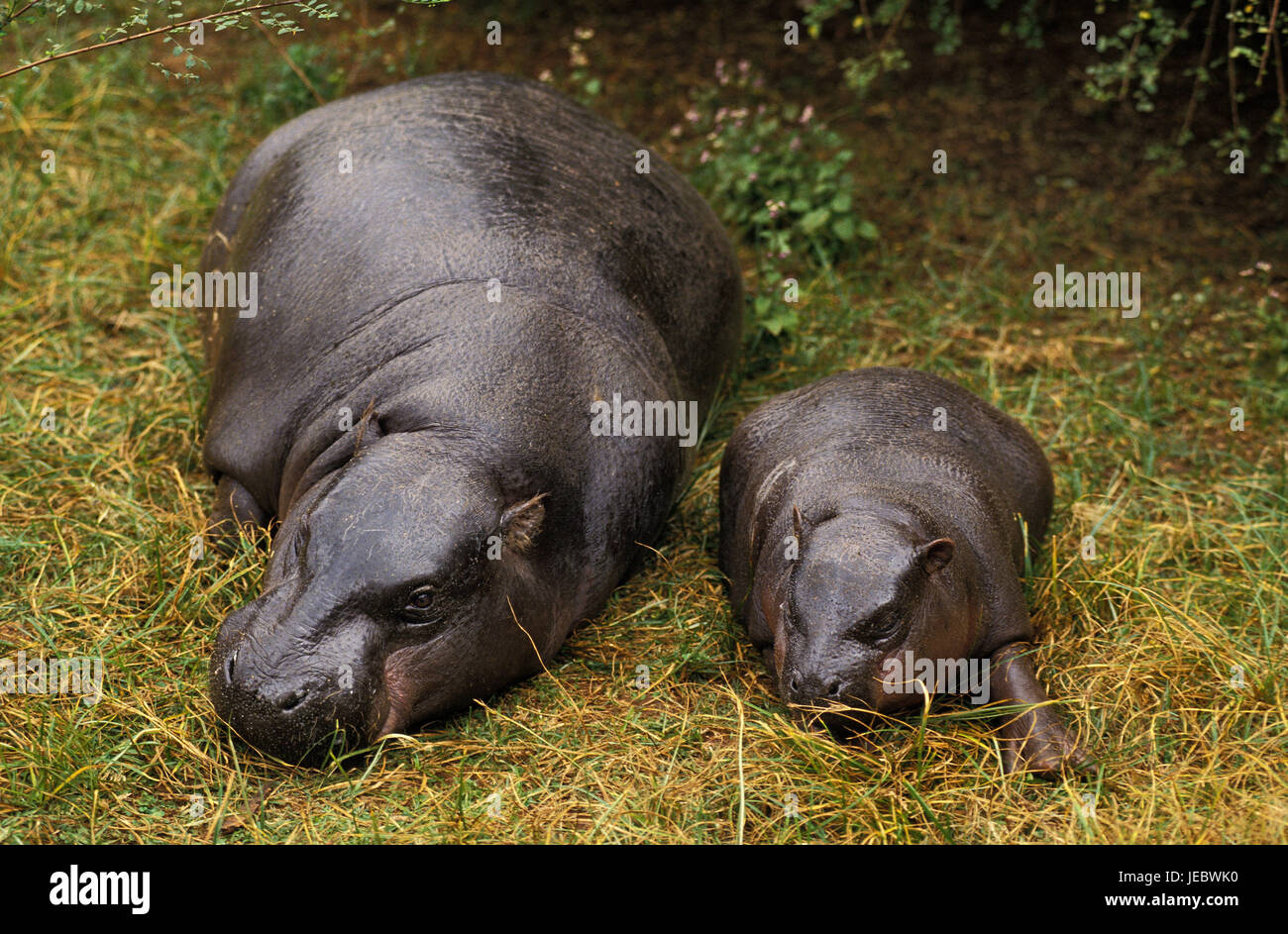 Deux hippopotames du nain se coucher dans l'herbe, Choeropsis liberiensis, Banque D'Images