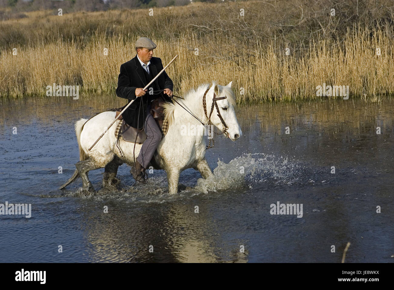 L'homme sur un cheval Camargue traverse les eaux, Banque D'Images