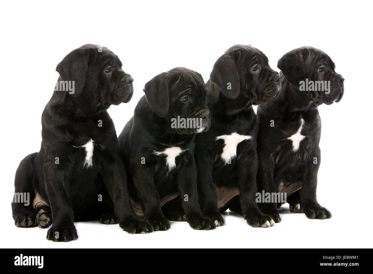 Quatre Cane Corso chiots, Banque D'Images