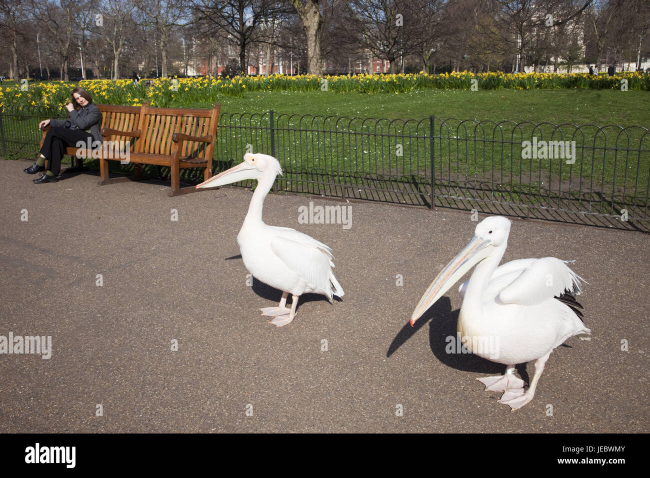 L'Angleterre, Londres, St James Park, de pélicans, de tourisme, d'animaux, parc, personne, femme, printemps, Pelecanidae Pelecanus, eau, oiseaux, oiseaux, Pelecaniformeses, Faune, Banque D'Images