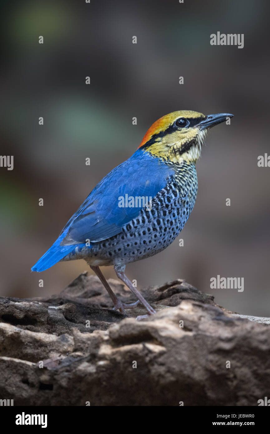 Le blue pitta (Hydrornis cyaneus) est une espèce de passereau de la famille Pittidae trouvés en Asie du sud-est. C'est une espèces résidentes en Thaïlande. Banque D'Images