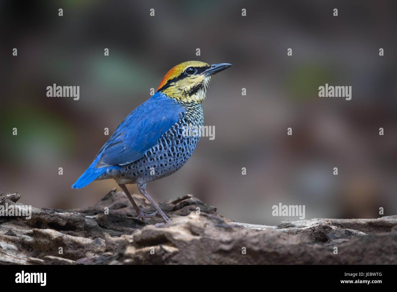 Le blue pitta (Hydrornis cyaneus) est une espèce de passereau de la famille Pittidae trouvés en Asie du sud-est. C'est une espèces résidentes en Thaïlande. Banque D'Images