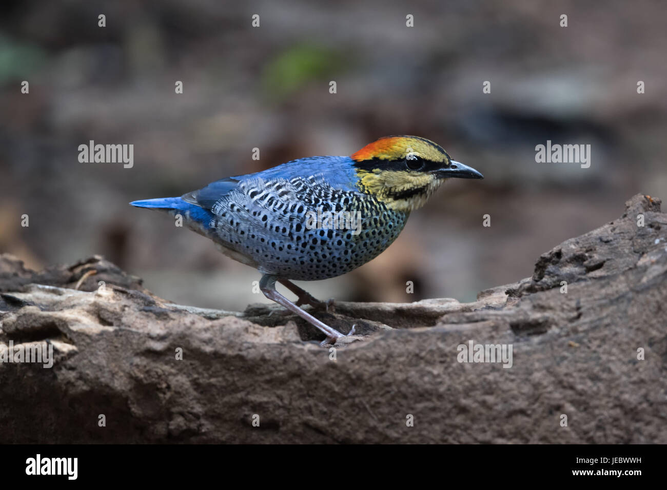 Le blue pitta (Hydrornis cyaneus) est une espèce de passereau de la famille Pittidae trouvés en Asie du sud-est. C'est une espèces résidentes en Thaïlande. Banque D'Images