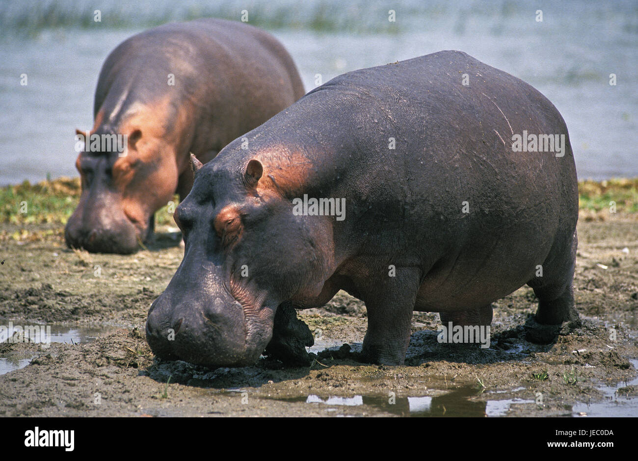 Hippopotame, Hippopotamus amphibius, Nil aussi cheval, grand hippopotame, animal adulte, stand, Lac, parc des Virunga, Congo, Banque D'Images