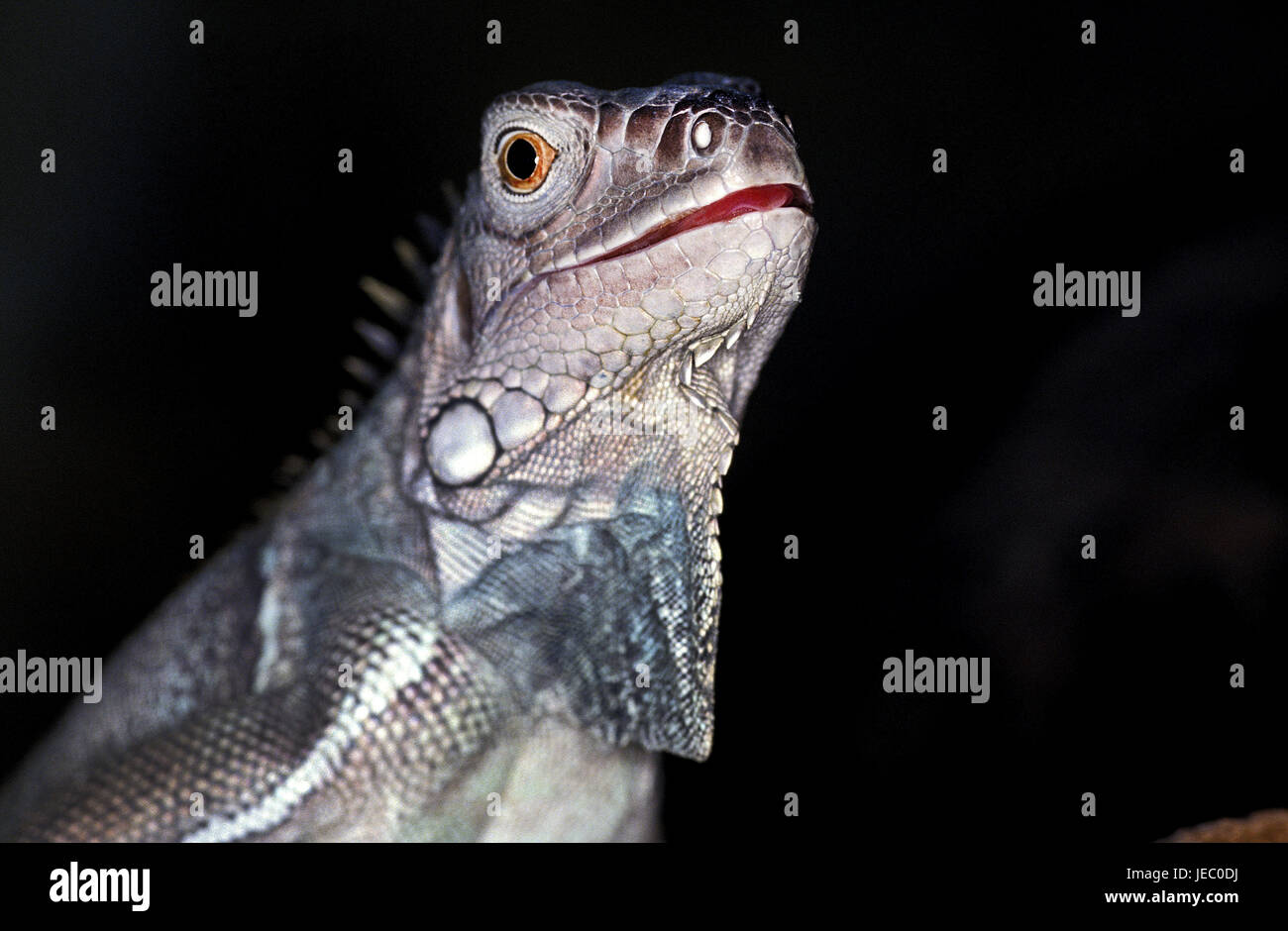 Leguan vert, Iguana iguana, animal adulte, portrait, fond noir, Banque D'Images