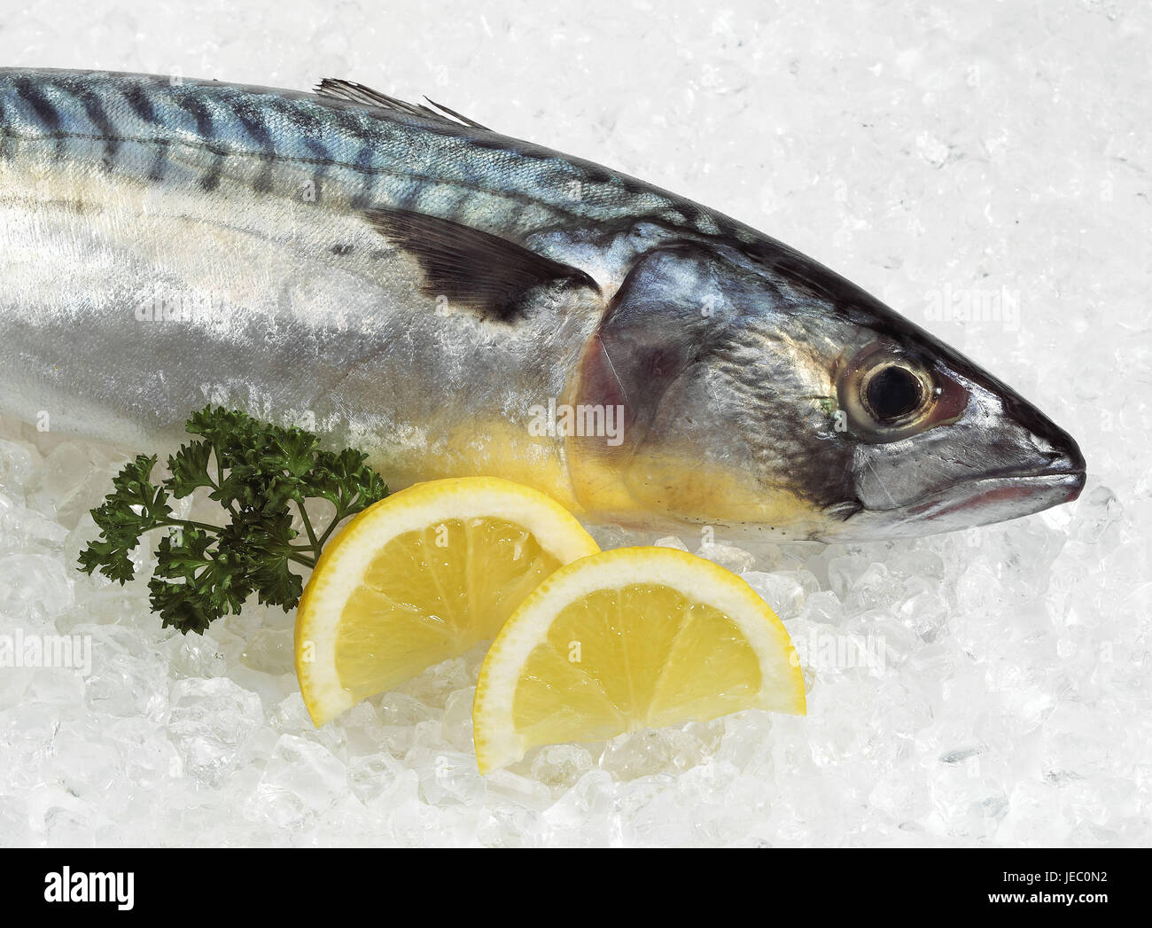 Le maquereau (Scomber scombrus), du poisson frais sur E, tranches de citron, Banque D'Images