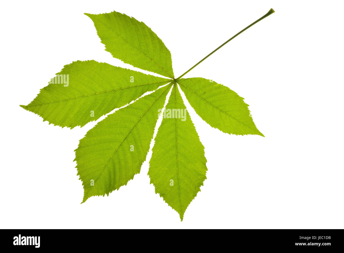 Feuilles de châtaignier, Banque D'Images