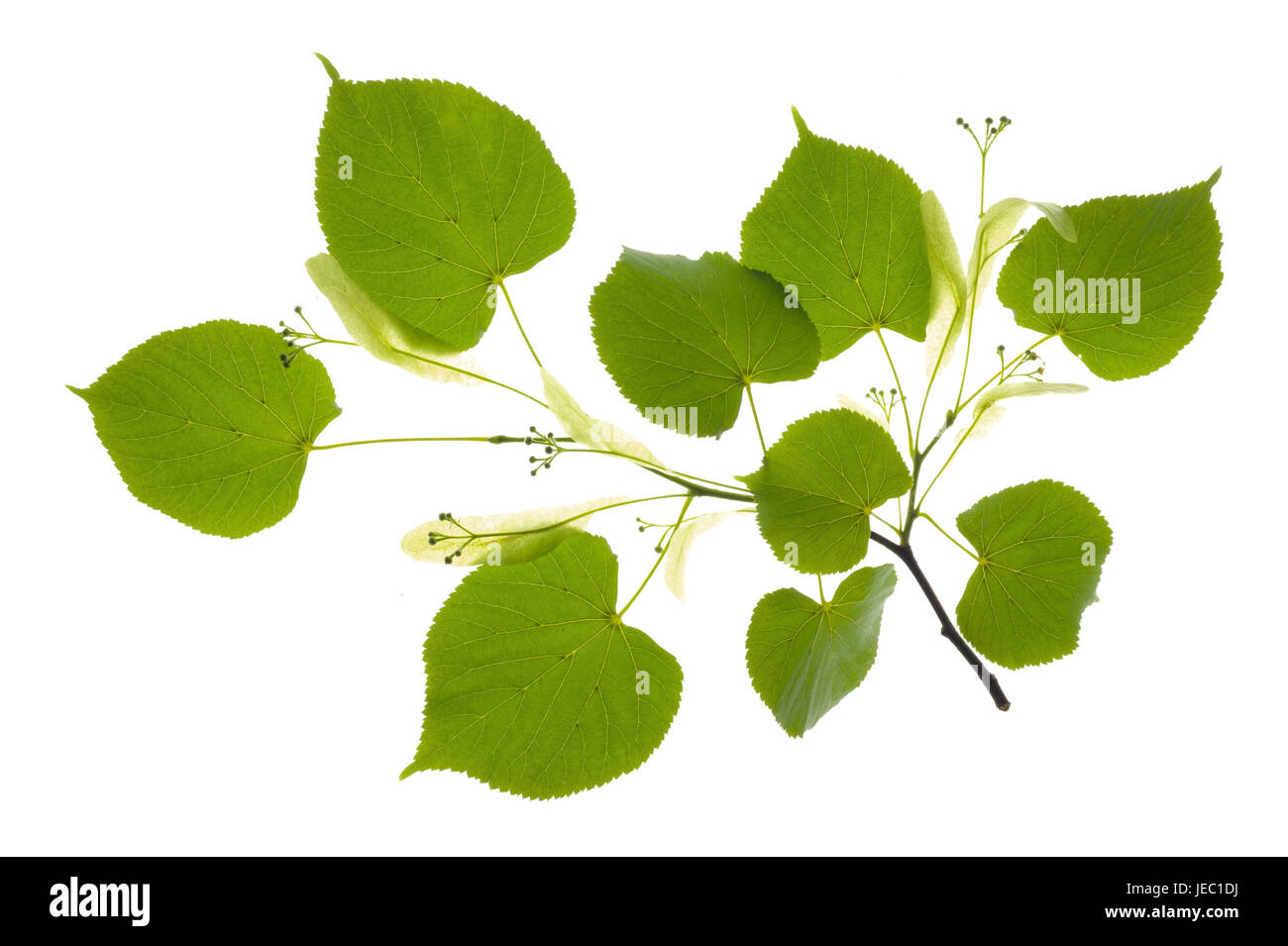 Feuilles de citron vert, Banque D'Images