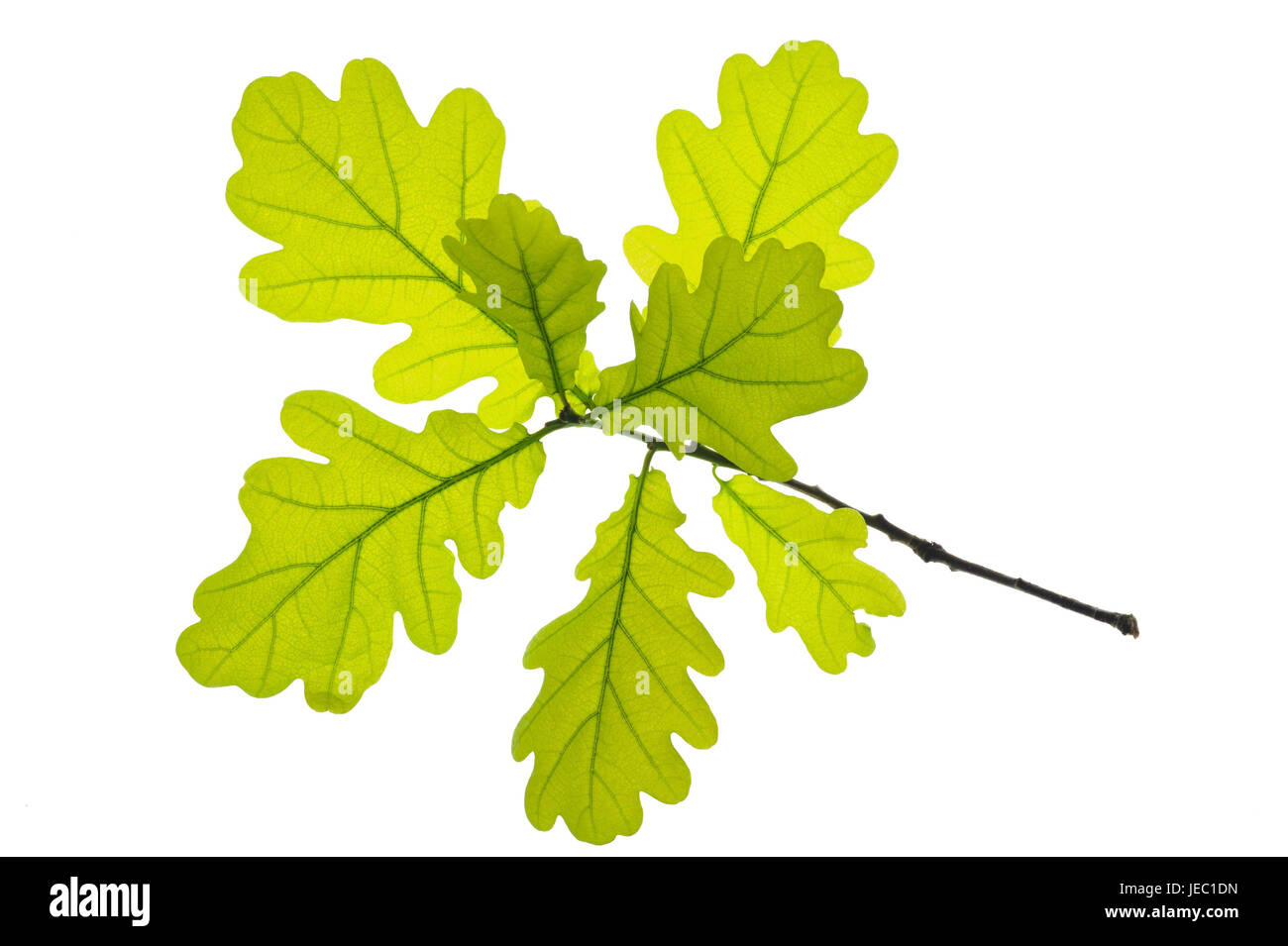 Feuilles de chêne, Banque D'Images