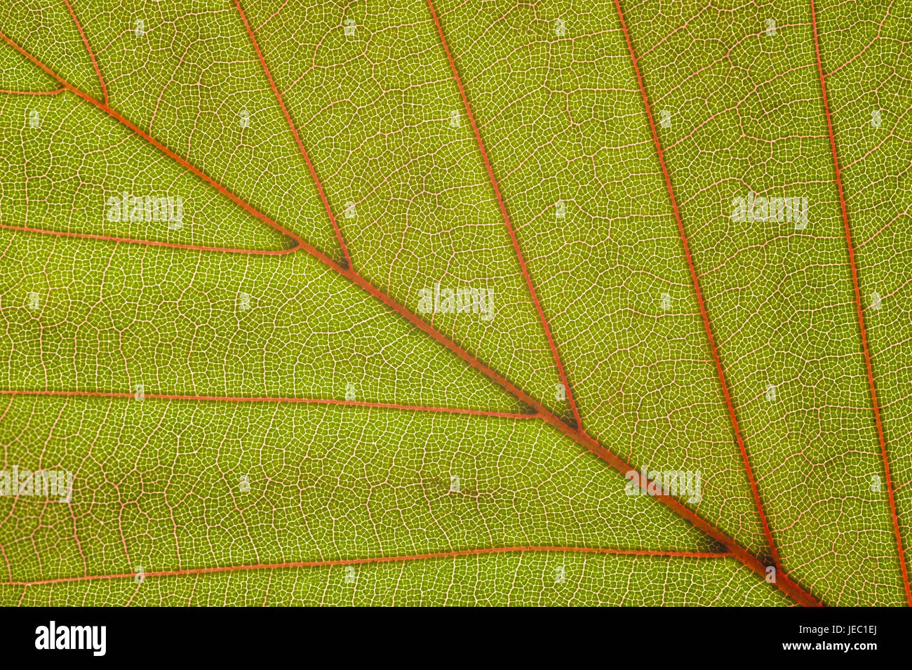 Les feuilles de réservation, Close up, Banque D'Images