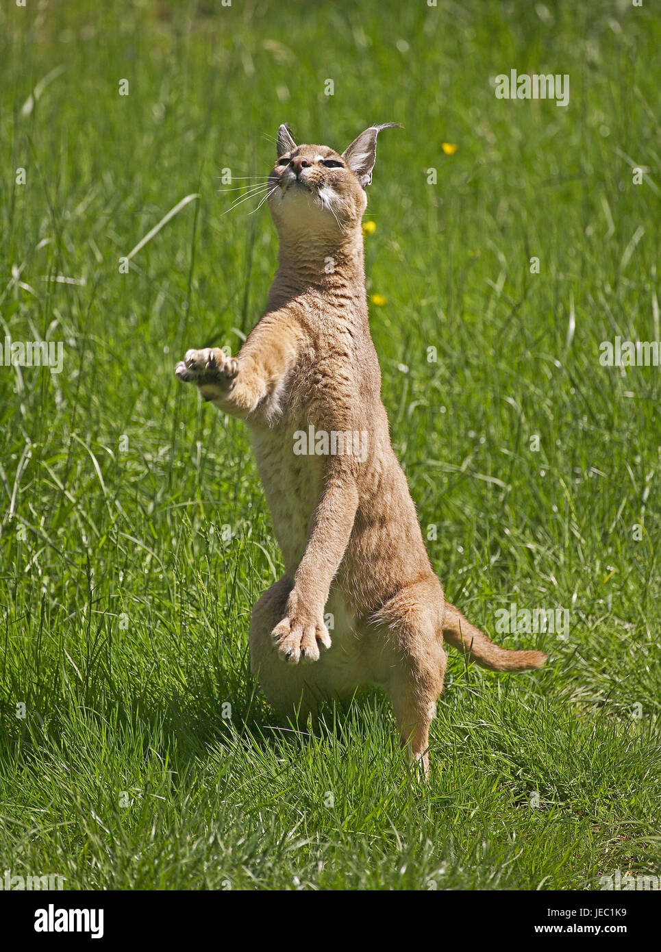 Karakal, Caracal caracal, est soulevée dans le pré, Banque D'Images
