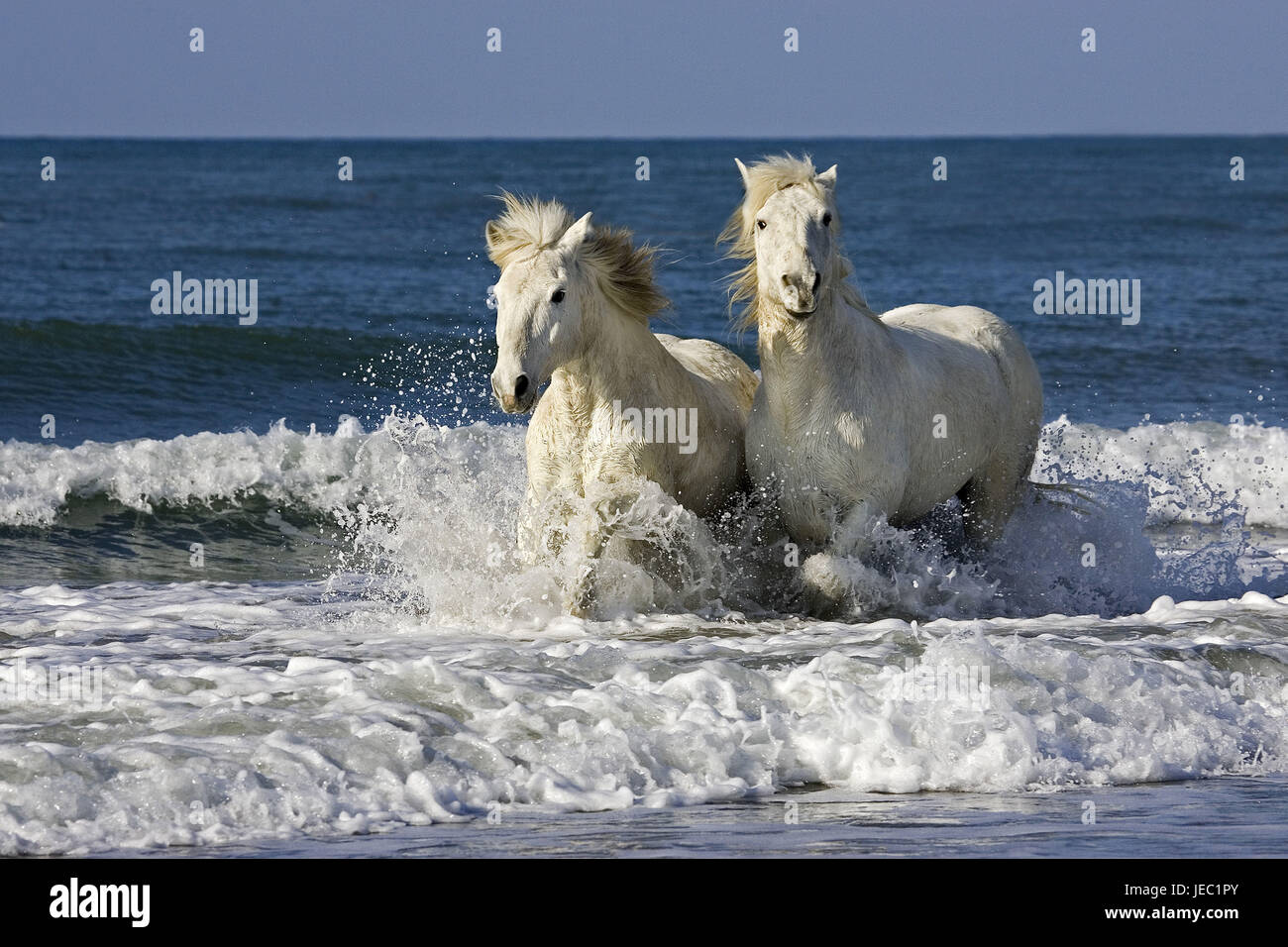 Deux chevaux camargue sur la plage, Banque D'Images