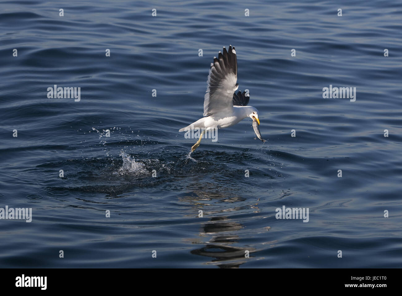 La mouette de République dominicaine dans le vol au-dessus de la surface de l'eau, le poisson dans le bec, Larus dominicanus, Banque D'Images