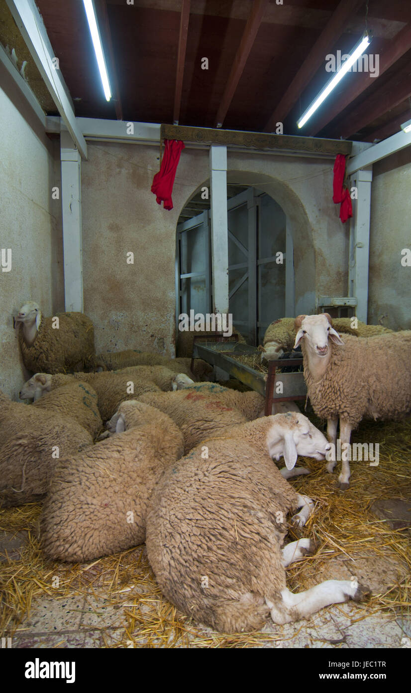 Moutons dans une petite cave dans le patrimoine culturel mondial de l'UNESCO la kasbah, vieille ville d'Alger, capitale de l'Algérie, l'Afrique, Banque D'Images