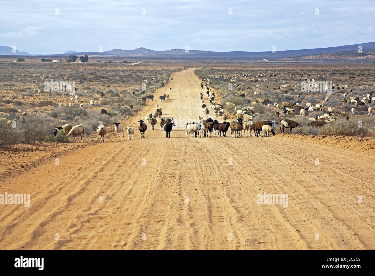 L'Afrique du Sud, le Namaqualand, piste de sable, les moutons, le décor, la moitié désert, peu abondantes, la croissance, maigrement, piste, troupeau de moutons, l'élevage de moutons, de l'Afrique, les troupeaux, les animaux, Banque D'Images