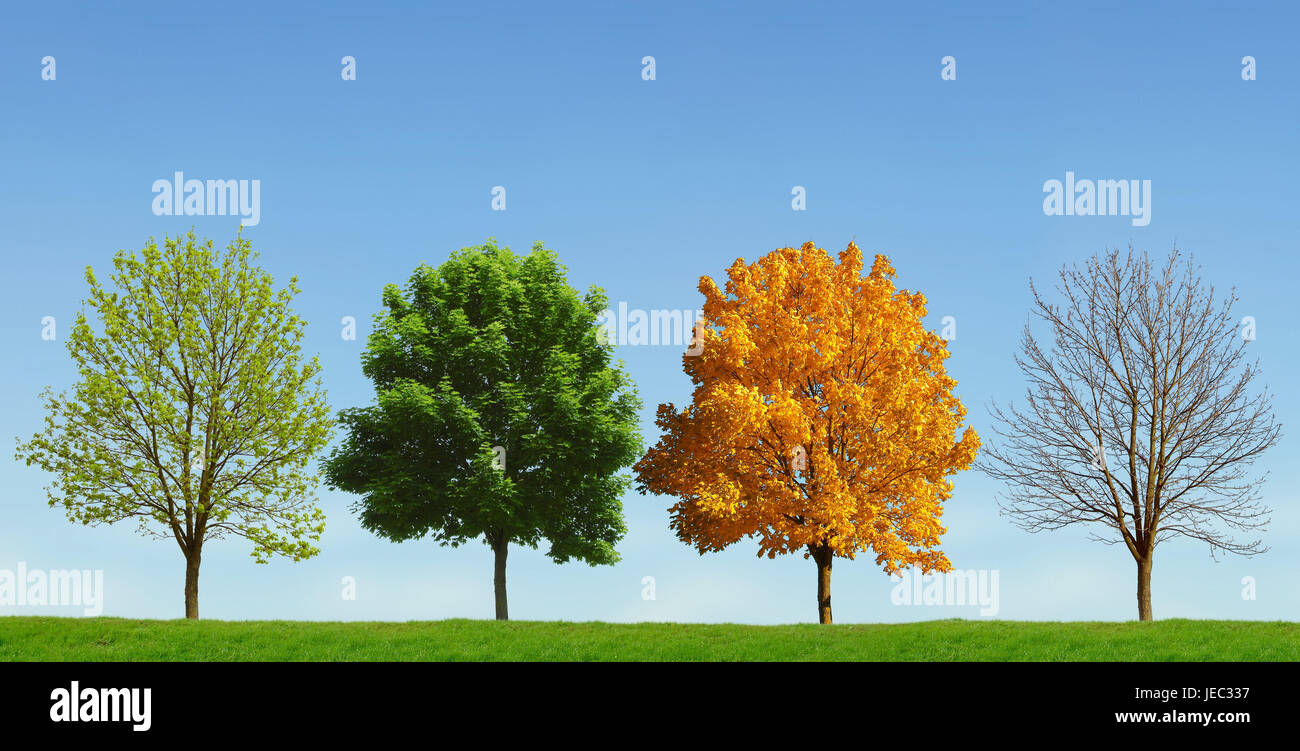 4 saisons arbre qui se Banque de photographies et d'images à haute  résolution - Alamy