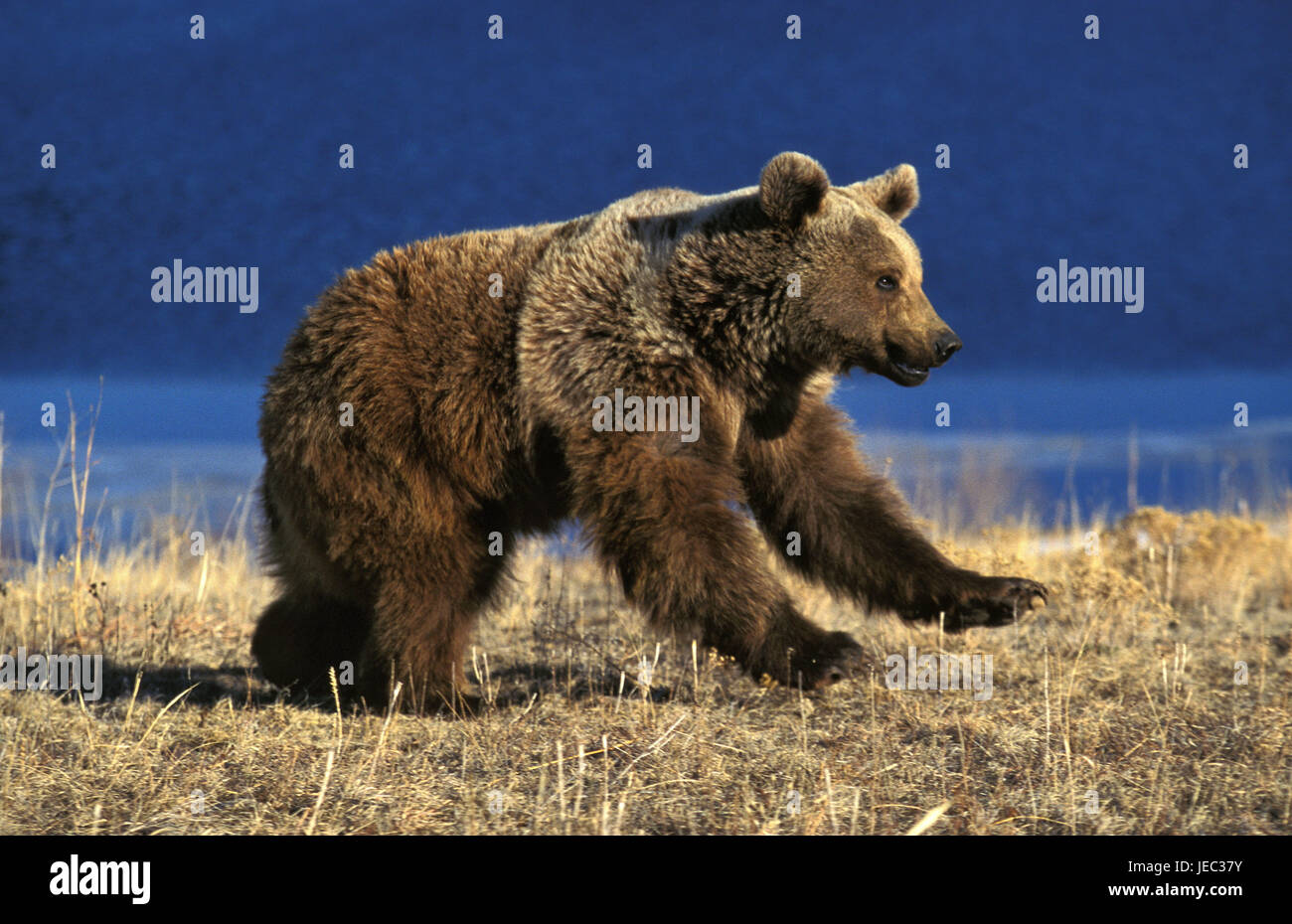 Ours brun, Ursus arctos horribilis, Alaska, Banque D'Images