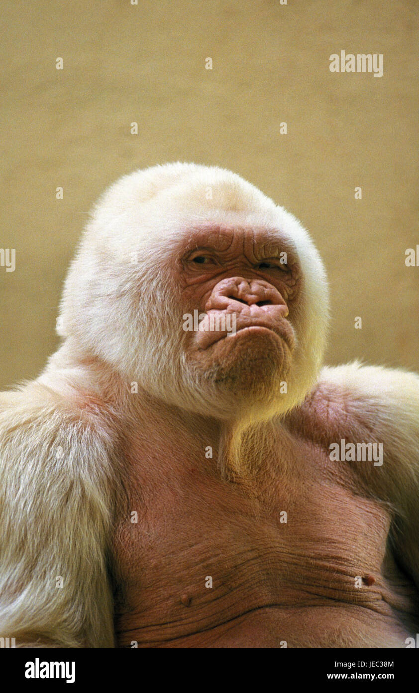 Le gorille, gorilla gorilla, dans le zoo Barceloner albino, Banque D'Images