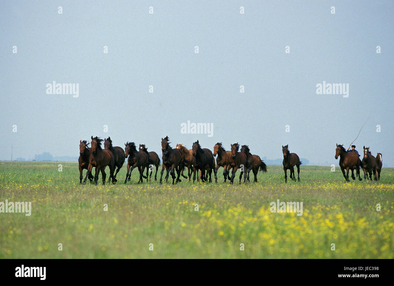 Les chevaux, se concentre dans la région de Vernier, la Hongrie, la Puszta Banque D'Images