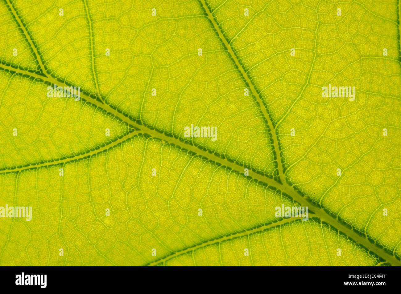 Oak Leaf, Close up, Banque D'Images