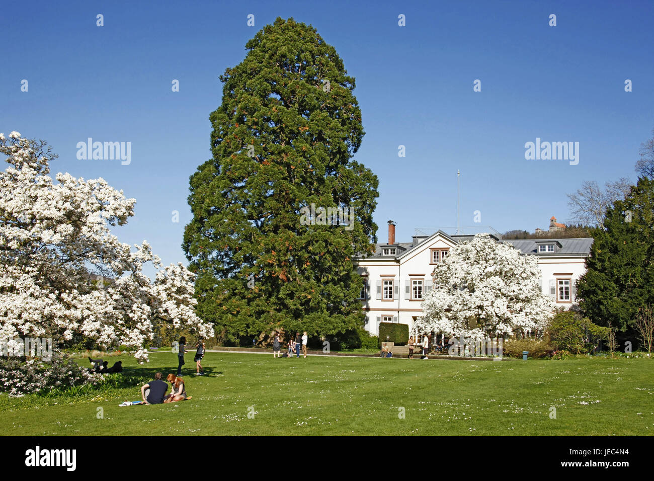 Allemagne, vin maison, route de montagne, Hermann's court, spectacle et jardin d'observation, plus de 200 J. outil ancien, maison d'habitation est construite vers 1820 par l'économiste Lambert von Babo, magnolias, sait blossoming, tulip magnolia, Magnolia x soulangeana, Banque D'Images