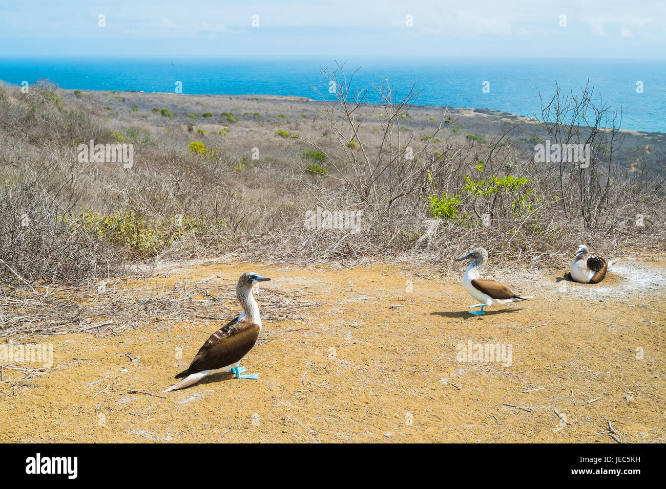 Pied bleu boobies dans l'île de la Plata, Puerto Lopez, Équateur Banque D'Images