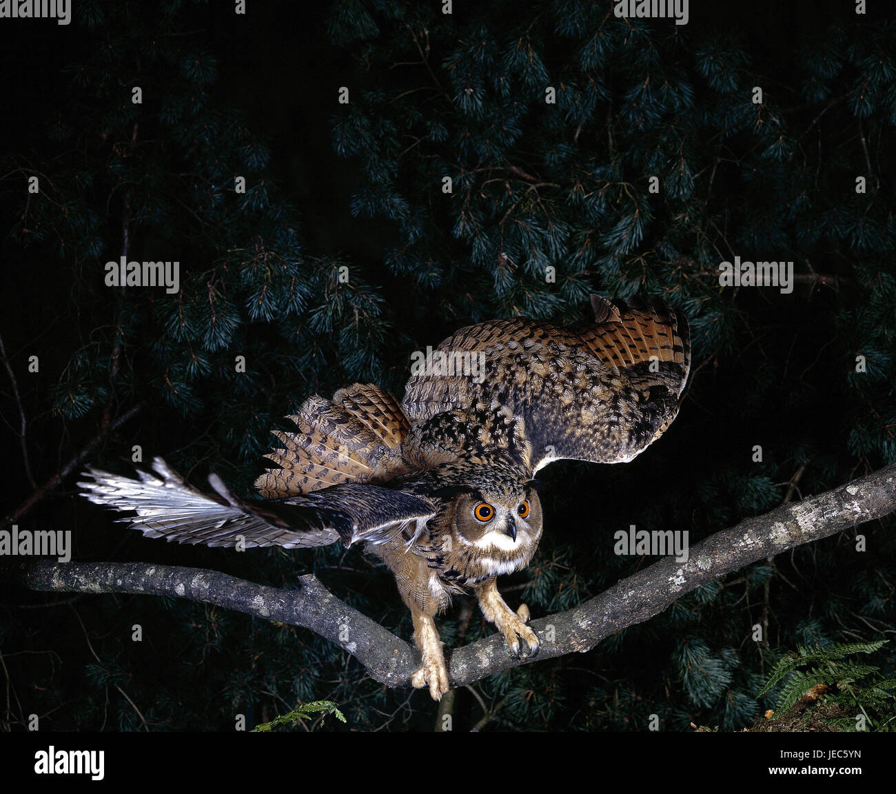 Eagle d'Amérique, Bubo bubo, dans le vol, Banque D'Images