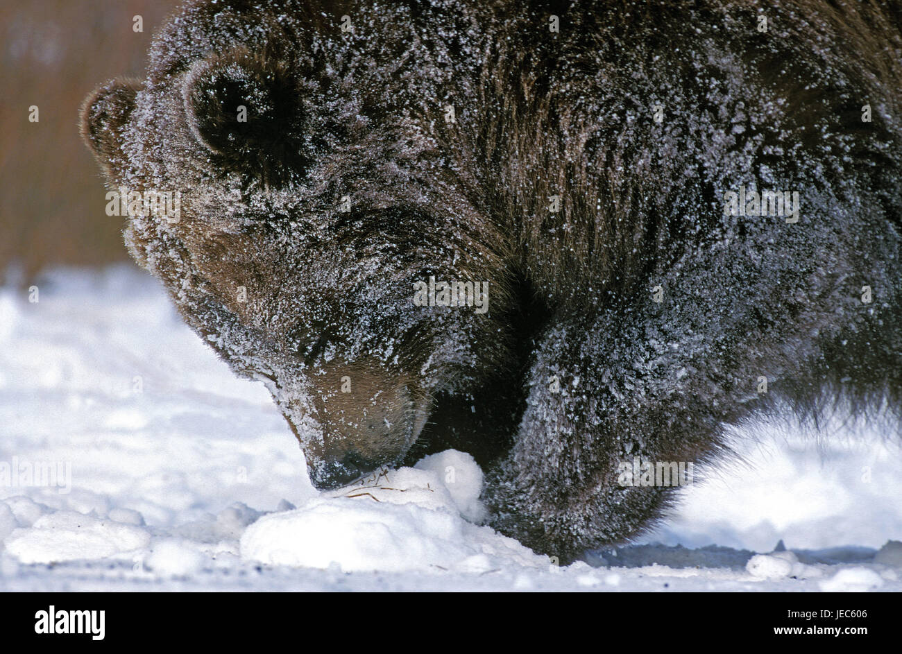 Kodiakbär, Ursus arctos middendorffi, dans la neige, l'Alaska, Banque D'Images