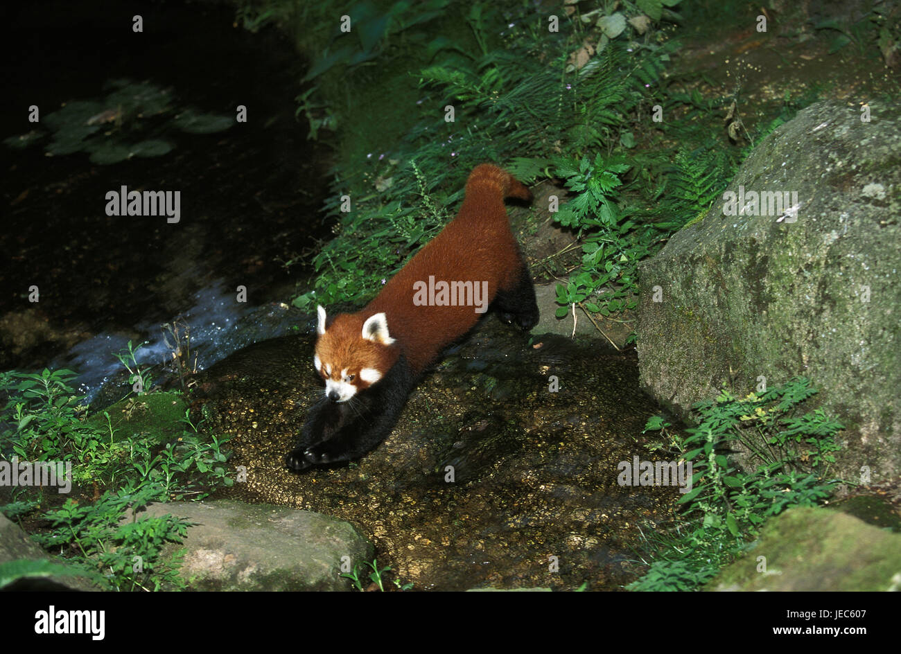 Petit panda, Ailurus fulgens, sauts de la roche, Banque D'Images