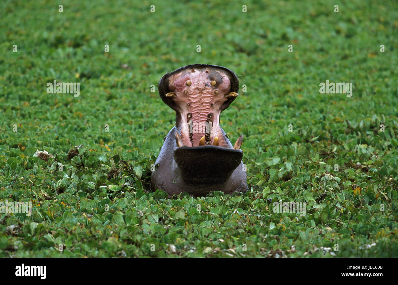 Hippopotame, Hippopotamus amphibius, parc de Masai Mara, Kenya, Banque D'Images