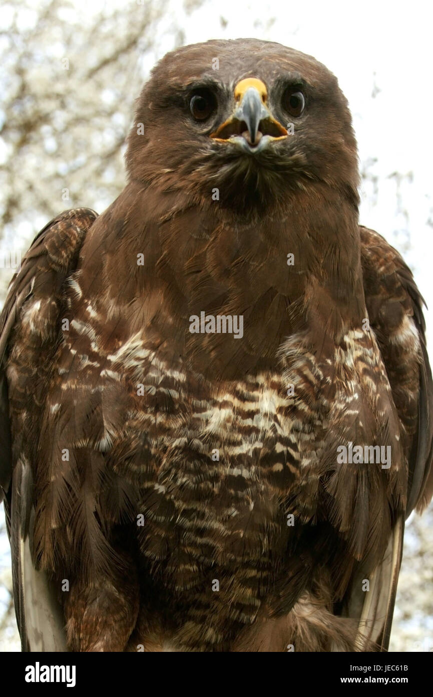 Buse variable, Buteo buteo, medium close-up, Banque D'Images