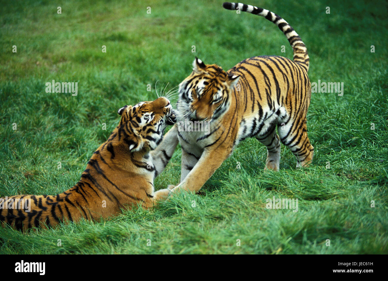 Tigre de Sibérie, Panthera tigris altaica, petit homme et femme, Banque D'Images