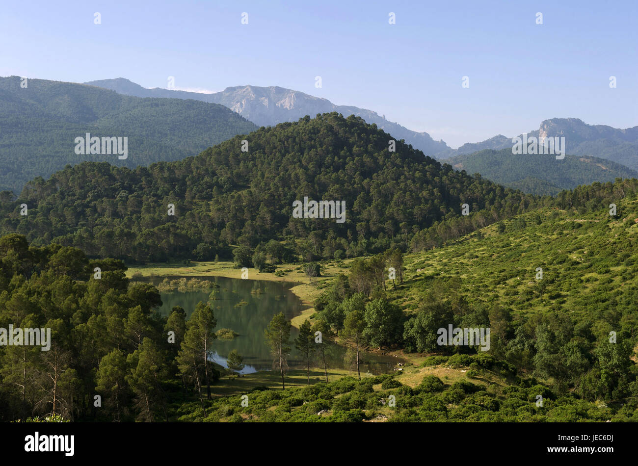 Espagne, Andalousie, Sierra de Cazorla, Tranco de Beas, réservoir et bois, Banque D'Images