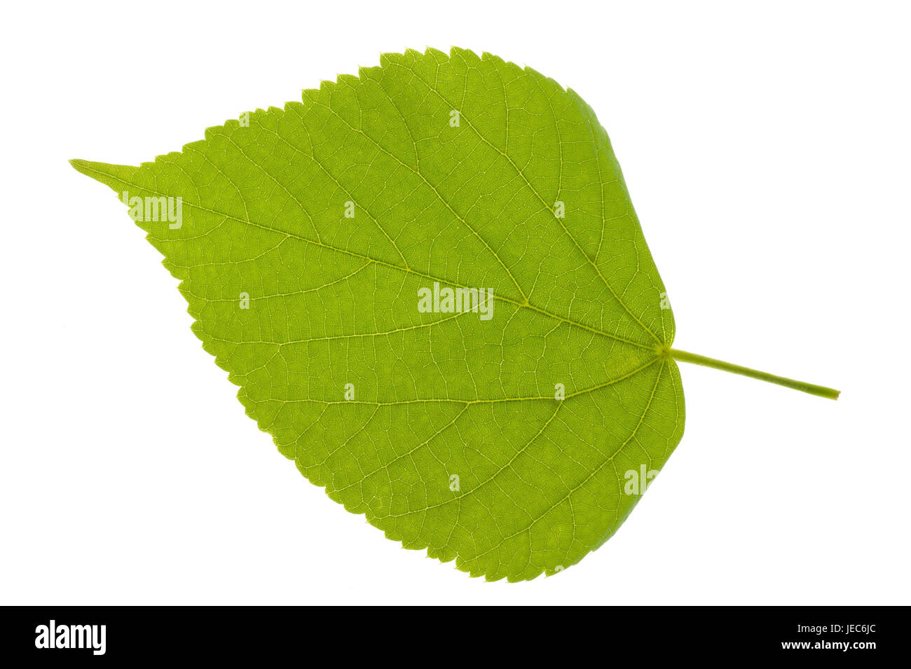 Feuilles de citron vert, Banque D'Images