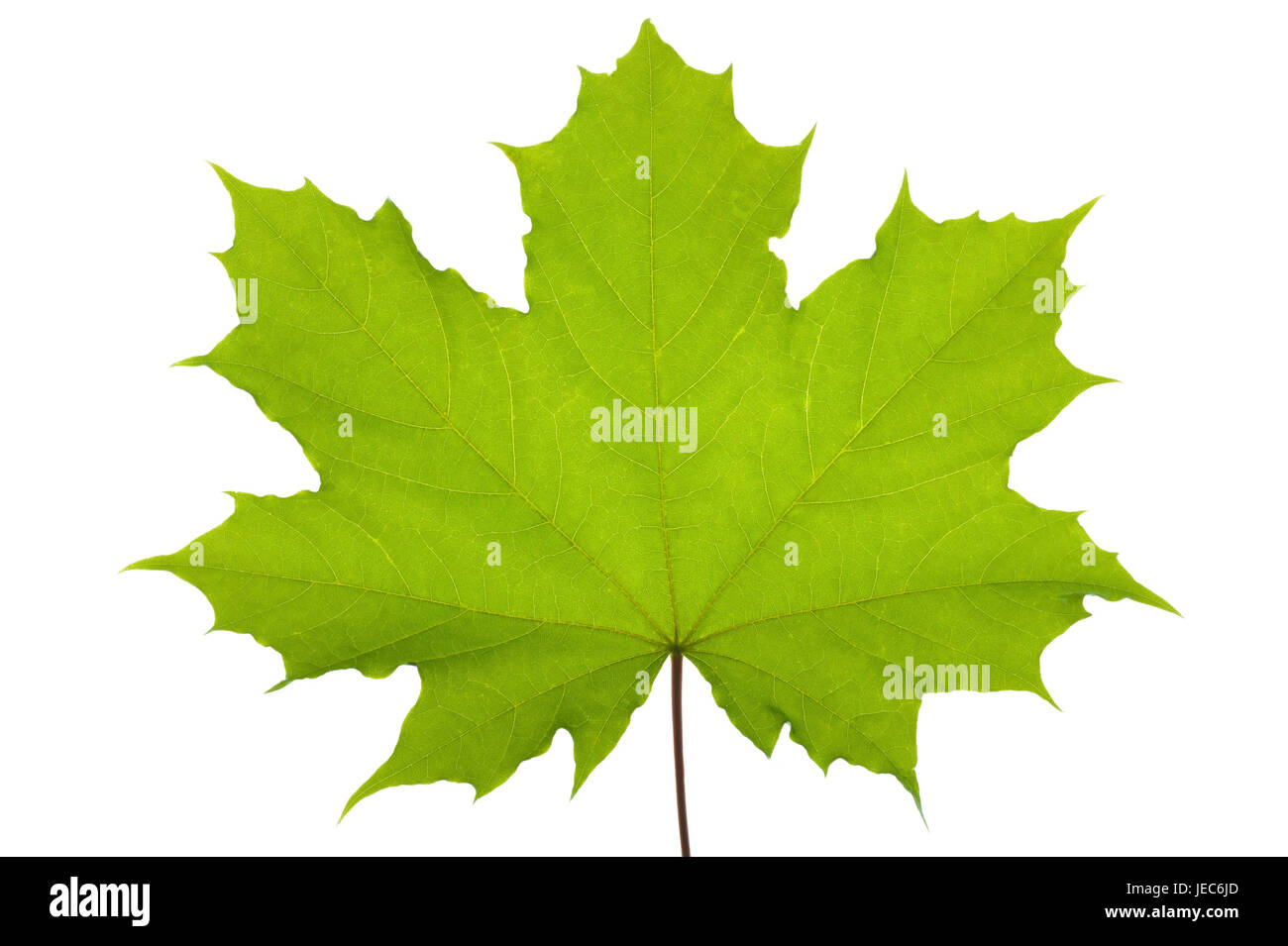Feuille d’érable, Banque D'Images