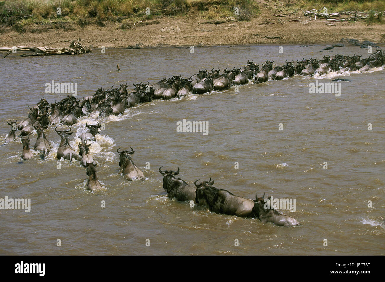 Film gnu, Connochaetes taurinus, porte, Mara Fluss au cours de la randonnée, parc de Masai Mara, Kenya, Banque D'Images