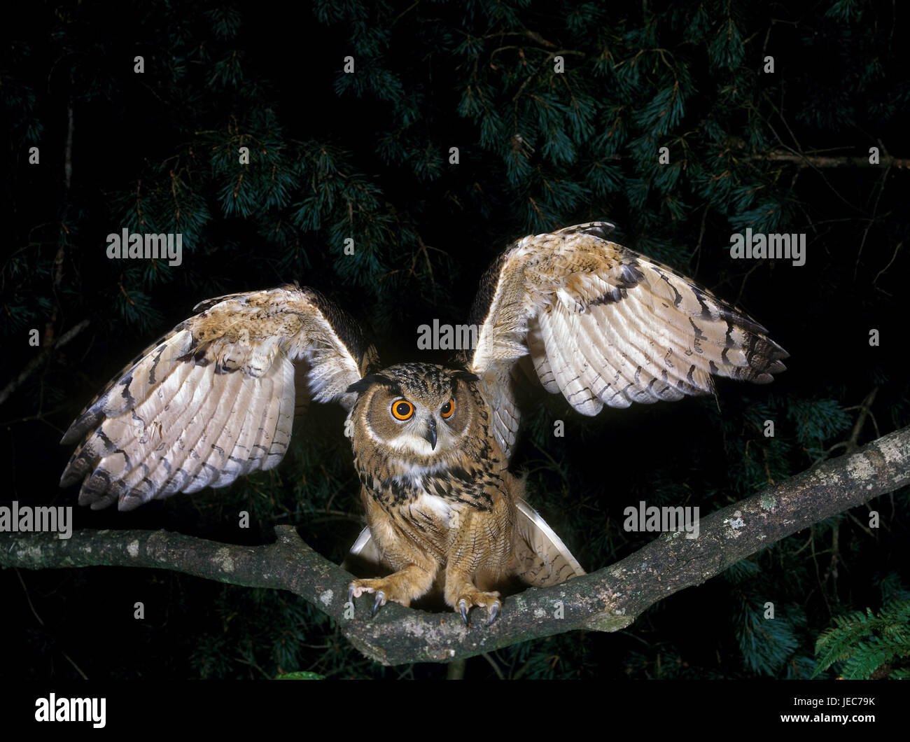 Eagle d'Amérique, Bubo bubo, dans le vol, Banque D'Images