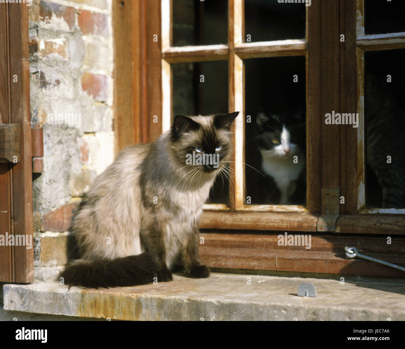 Balinesenkatze est assis à la fenêtre, Banque D'Images