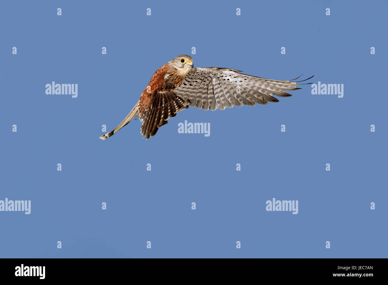 Faucon crécerelle, Falco tinnunculus, dans le vol, Banque D'Images