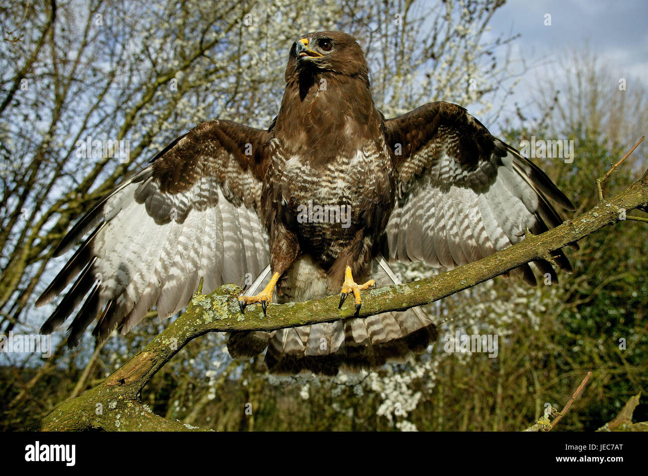 Buse variable, Buteo buteo, sur une branche, Normandie, France, Banque D'Images
