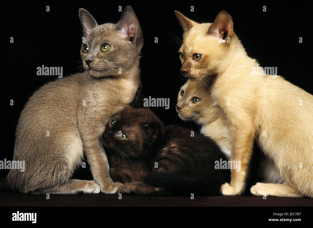 Chats de Birmanie, Banque D'Images