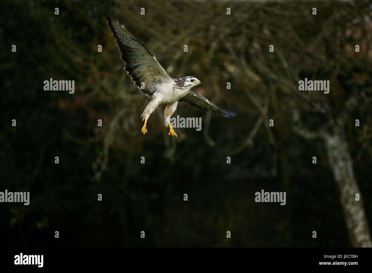 Buse variable, Buteo buteo, dans le vol, Normandie, France, Banque D'Images