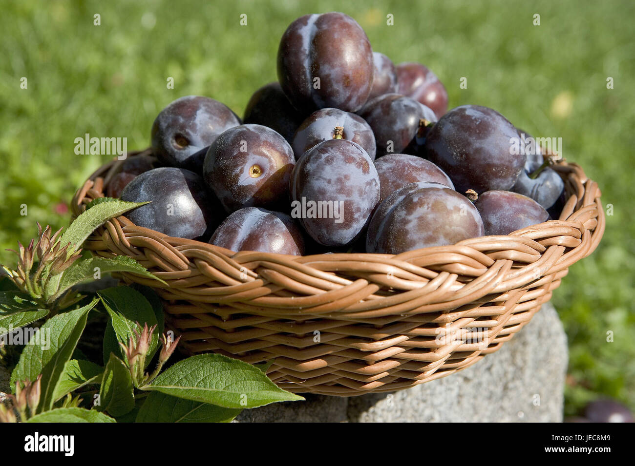 Panier, prunes, Prunus domestica, panier en osier en osier, Peel, fruit, fruits, prunes, prunes, fruits à noyau, fruits à noyau, fruits d'été, RIPE, récoltés, riches en vitamines, les vitamines, fraîchement, à l'extérieur, Banque D'Images