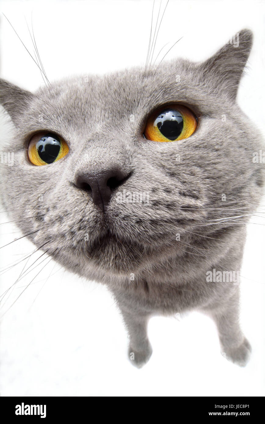 Chat Karthauser Portrait Animal Mammifere Chat Chat De Maison Pet Race De Chat Chat De Race Le Poil Court Noble Animal Cat Gris Portrait Vigilance L Attention La Curiosite Studio Frei S Plate Perspective