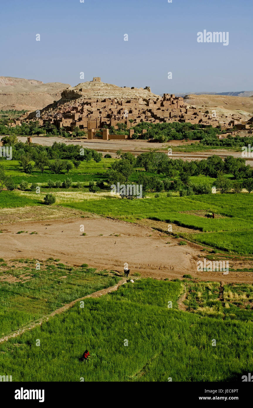 Le Maroc, Aït-Ben-Haddou, vue locale, de champs, de paysages, de l'Afrique, Afrique du Nord, l'endroit, Ksar, maisons, mucky méthode de construction, généralement, typiquement pour des pays, mucky maisons, l'architecture, l'architecture, de la végétation, sale à l'extérieur, point d'intérêt, à l'UNESCO patrimoine culturel mondial, la destination, vue, pion, travailler dans les champs, l'âne, personne, Banque D'Images