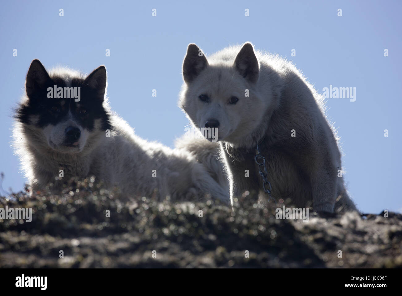 Le Groenland, Sisimiut, traîneau à chiens, les Huskies, deux, voir l'appareil photo, l'ouest du Groenland, rock, d'animaux, chiens, animaux, enchaînés, catenas, ensoleillée, à l'extérieur, déserté, en gardant des animaux domestiques, de l'attention, de vigilance, d'intérêt, Banque D'Images